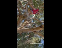 Guy jumps out of tree jesus Zacchaeus