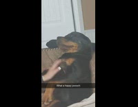 Happy dog on sofa get chest rubs