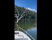 Tree branch snaps and men fell into water