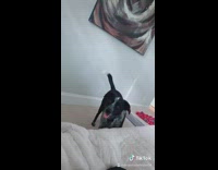 Fake phone call black dog walk