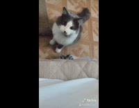 Grey white cat jumps hits girl paw