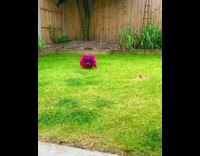 Dachshund dog runs slow motion pink tutu 