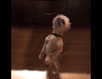 tan dog stands on hind legs and wags tail 