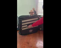 Collab KaleSaladIG - Toy Bull Rodeo