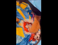 Collab PubityPets - Ginger kitten slowly climb hand of owner