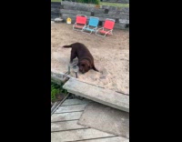 Dog scared to get onto boat