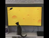 Black cat virtual mice television screen 