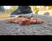 Guy step on dried pine cones on ground