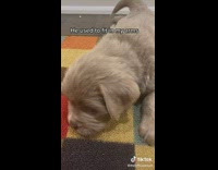 Collab KaleSaladIG - Puppy Grows Into Big Dog