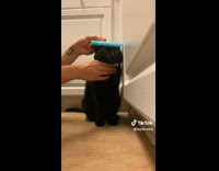 Putting ice block on cat head 