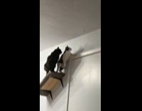 Cats trying to reach spider on ceiling
