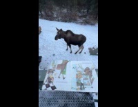 Woman reading story book to moose 