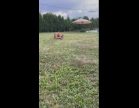 Brown bulldog dog fetch blue frisbee backyard 