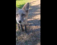 Baby fox approaches the filmer and play Part 2