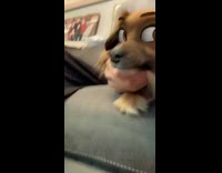 Dog with large eyes filter feel good