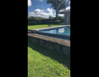 Black white dog walks by pool gazebo 