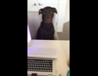 Brown dog sits grey couch pencil light 