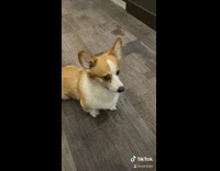Collab BitchMP - Corgi dog runs through hallway