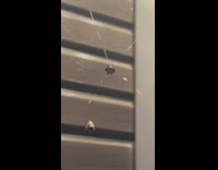 Spiny orb weaver spider pull insect web