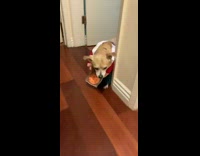 dog dressed as pizza delivery man 