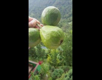 Person hold tem with three guava fruit
