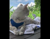 Cat wearing blue harness lays wood table 