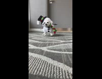 Dog wears snowman halloween costume