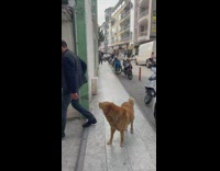 Dog howls and joins islamic call to prayer pt 2