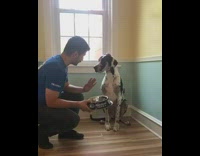 Fruit snack challenge large black white dog 