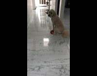 Collab BitchIG2 - Dog walking awkwardly 