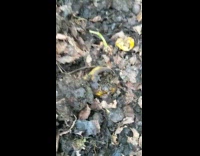 Worms eat rotten pear in compost pile