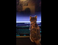 Cat watches videos knows how to replay