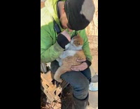 Guy holding orange white cat like baby