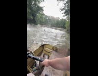 Invasive silver carp jumping onto boat 
