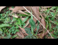 Plant leaves close when touched by finger