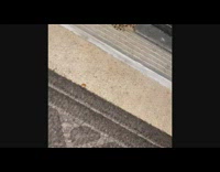 Small frog on the front door of the filmer