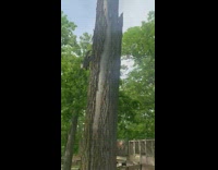 Tree with torn barks make squeaky sounds