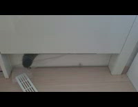 Cat hides where ventilator is 