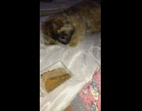 dog upset about cheesecake