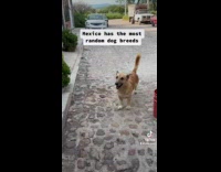 Random dog breeds found in Mexico