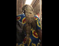 white hair behind all clumped together subway  blue red yellow shirt