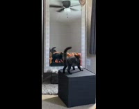 Black kitten cat mirror reflection ceiling fan