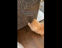 Cats try to scratch couch with plastic protector