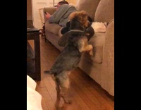Black and Brown Dog Struggles To Jump Up Into Couch