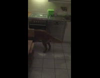 The Best Fails Dog Catch Fail