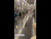 Pigeon walks around subway floor 