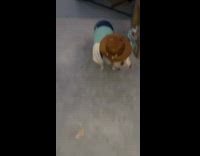 Collab BitchMP - Little pet pig in cowboy hat and outfit