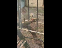 bird with small mouse in beak on a branch