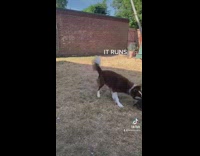 Dog plays with broken watering can