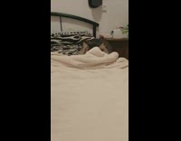 Fluffy cat hides behind blanket 